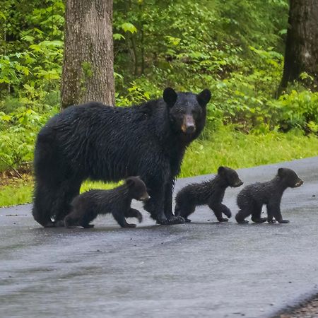 Maple Trails, Wifi, 1089 Free Tickets Each Paid Day, Dollywood And More Gatlinburg Exterior photo